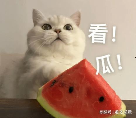 吃瓜主播的瓜哪里来的,网络八卦背后的真相