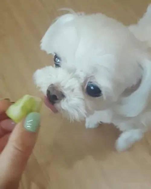 小狗可以吃钻瓜吗,小狗能否享用钻瓜美味？