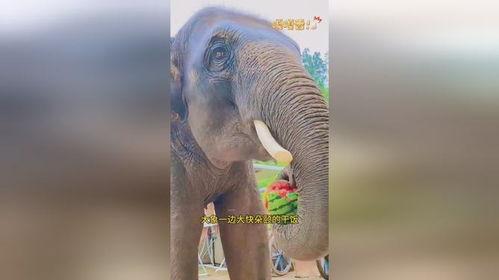 看大象踩瓜吃,一场奇妙的自然盛宴