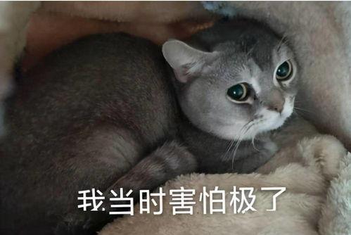 娱乐吃瓜小八哥是谁啊小说,揭秘网络小说中的神秘角色