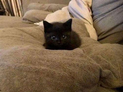 娱乐吃瓜酱小奶猫,揭秘娱乐圈那些不为人知的幕后故事