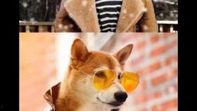 娱乐吃瓜酱怕狗大哥,揭秘“怕狗大哥”背后的故事