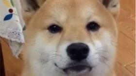 娱乐吃瓜酱怕狗大哥,揭秘“怕狗大哥”背后的故事