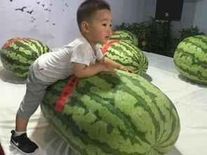 娱乐大事件吃瓜群众